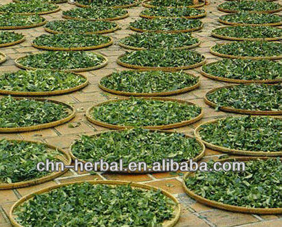 China organic royal green tea