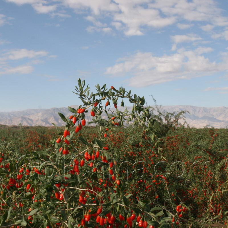 Goji Berry Juice/Goji Juice/Wolfberry Juice /Goji Raw Juice