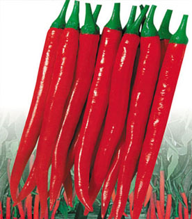 High Yield F1 Hybrid Red Hot Sharp Chili Pepper Seeds For Planting-FST902