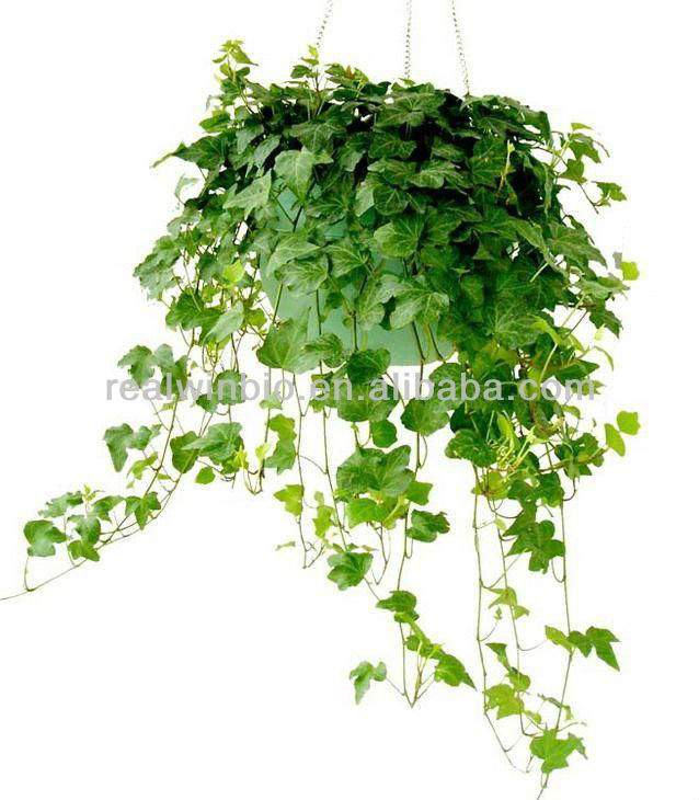 Natural 100% Ivy Leaf Extract /Ivy extract Hederacoside C 10%