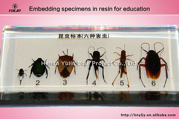 標準ハマグリ3d小学校のために標本生物学の授業問屋・仕入れ・卸・卸売り