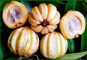 Promotional Garcinia Cambogia Fruit Extract, Buy Garcinia Cambogia