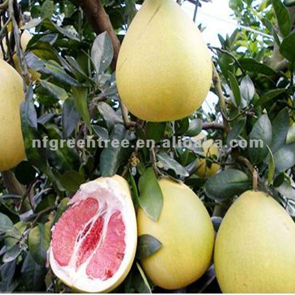 Fresh fruit honey Pomelo