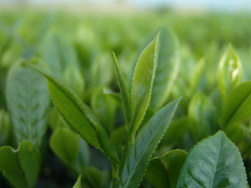 hot sale tea polyphenol from china manufacturer