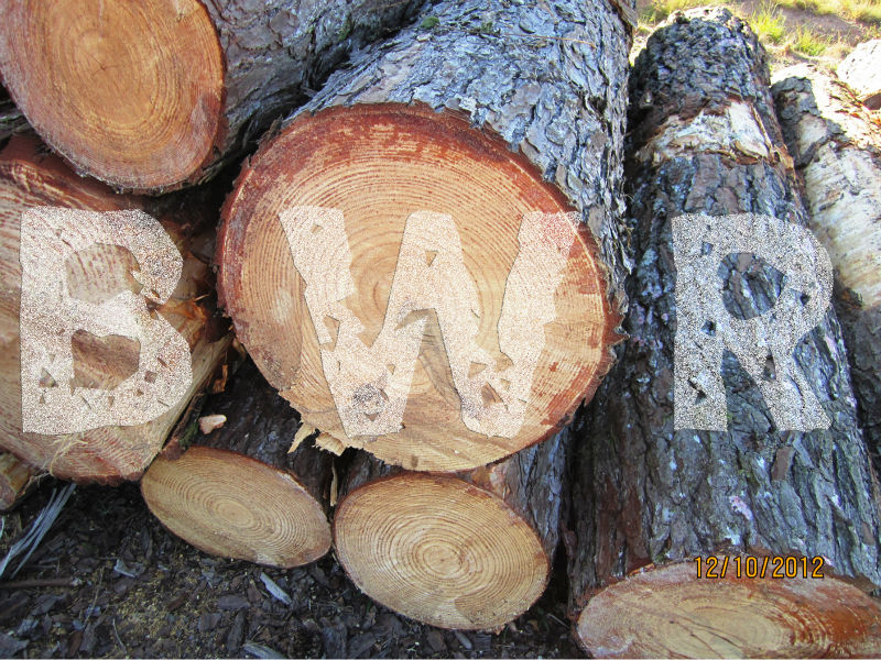 Yellow Pine Logs 5 - BWR - small