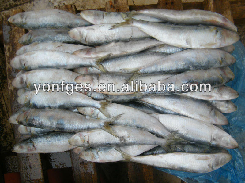 fresh frozen sardine on the sale