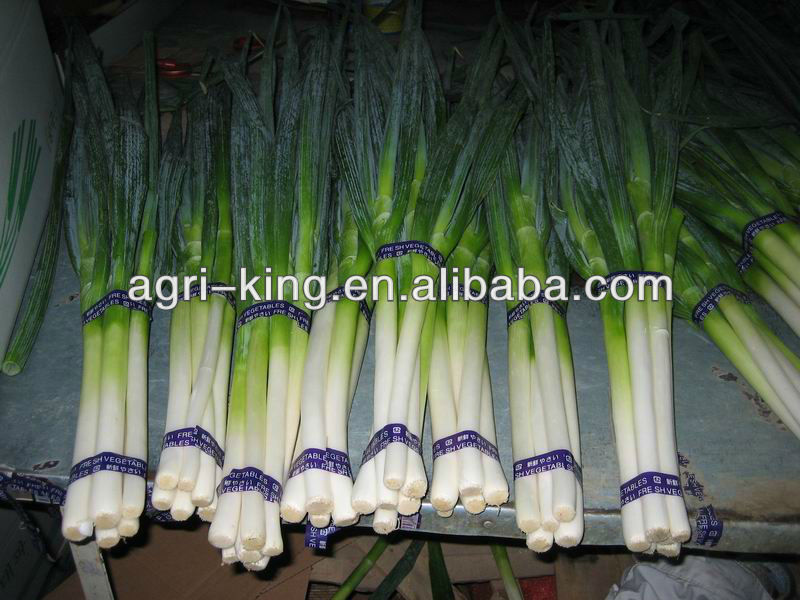 Chive types IQF & Frozen green onion