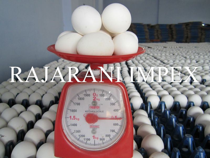 Export Quality White Shell Eggs supply to Afghanistan