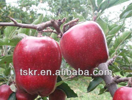 2013 fresh red appls from china