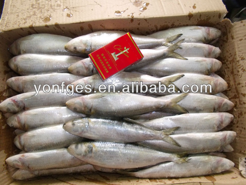 Bait fish frozen sardine for fishing
