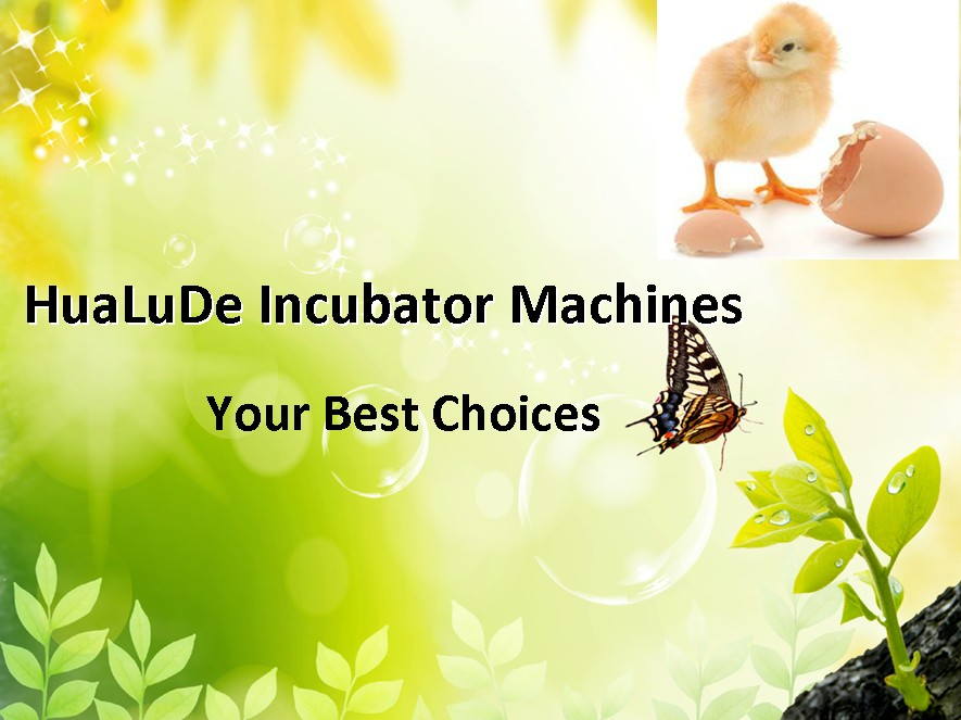 2013 Best Quality &amp;Price Pigeon Egg Incubator /Pigeon Egg Incubator 