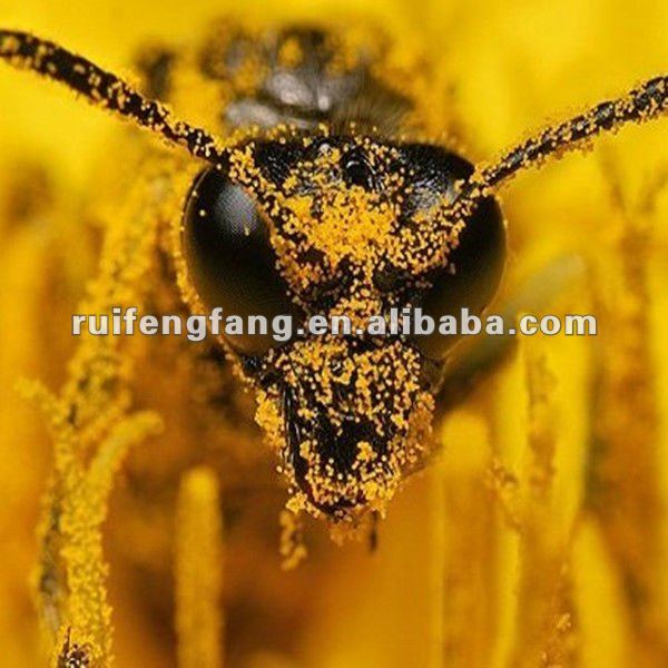 100% nature and pure pine bee pollen powder