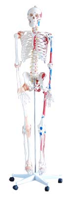 と骨格180cm筋肉や靭帯( スケルトンモデル) 人間の骨格問屋・仕入れ・卸・卸売り