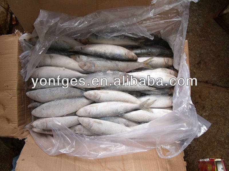 Bait fish frozen sardine for fishing