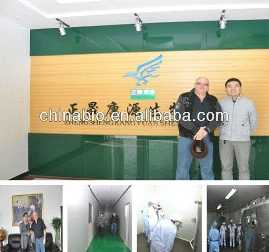 GMP Supplier Green Tea Extract Catechine Powder