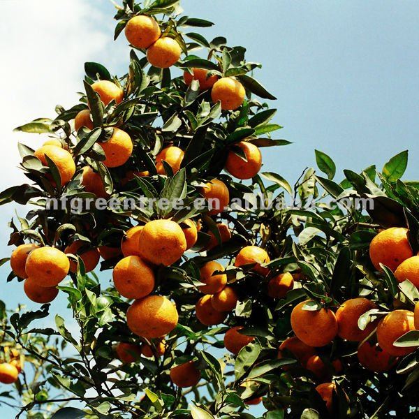 baby mandarin tangerine fruit,China Pampas or OEM brand price supplier
