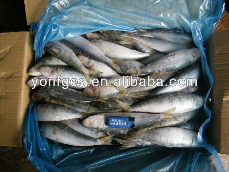 Bait fish frozen sardine for fishing