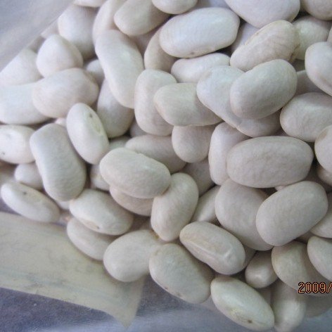 all size Japanese white kidney bean