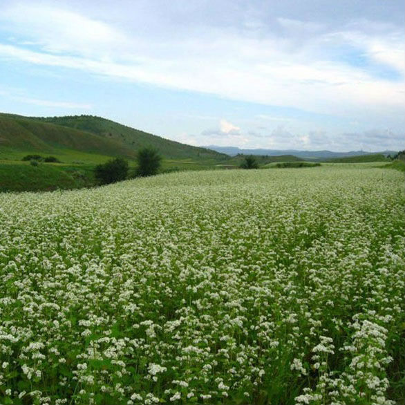 Masoo flour suppliers to sale wheat flour price per ton