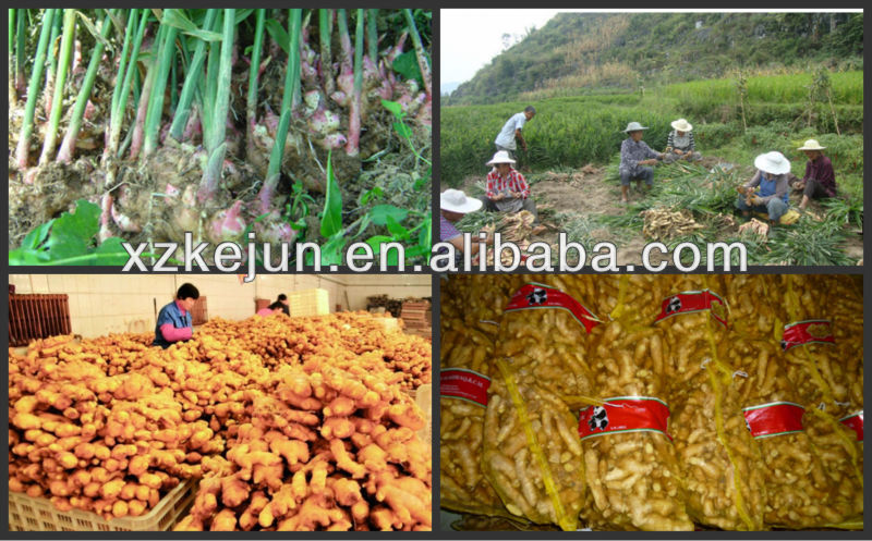 Chinese damp dry ginger for exporting