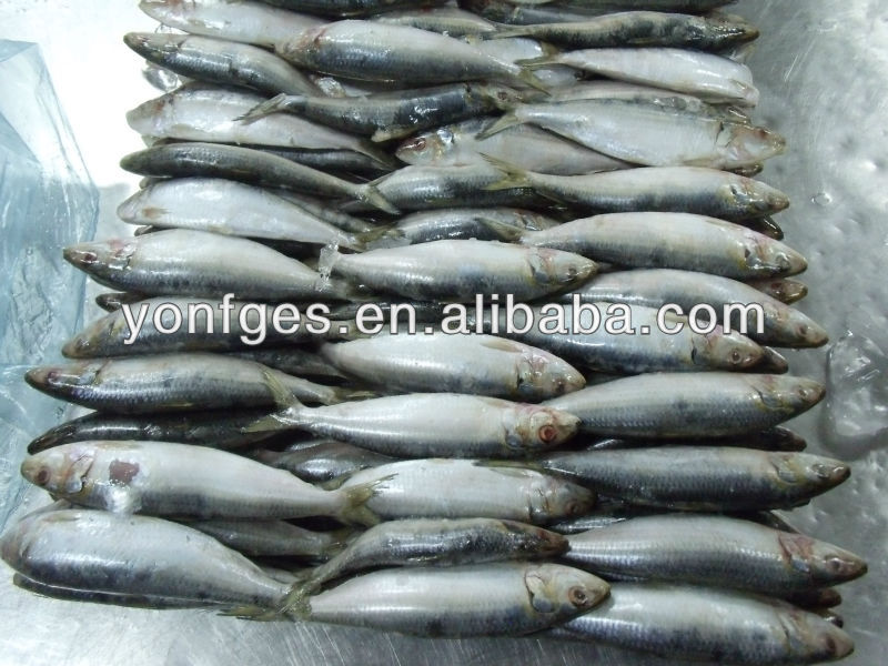 Bait fish frozen sardine for fishing