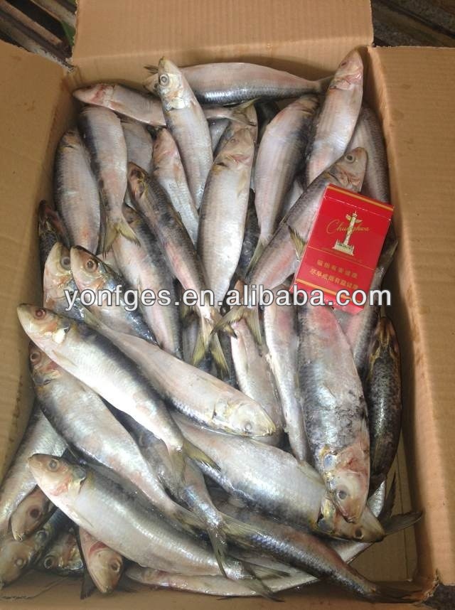 Bait fish frozen sardine for fishing