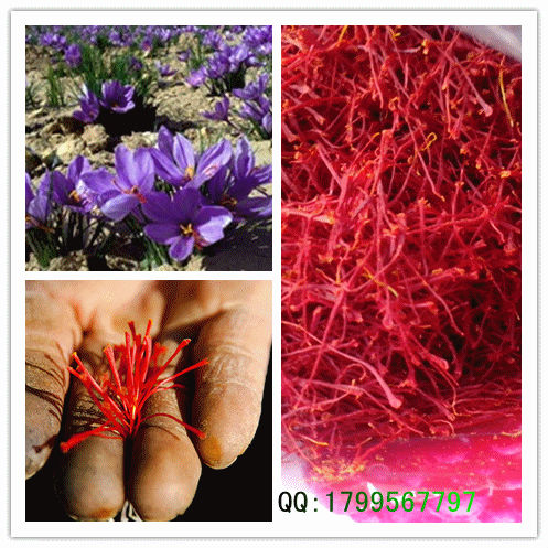 2014 Iran negin saffron