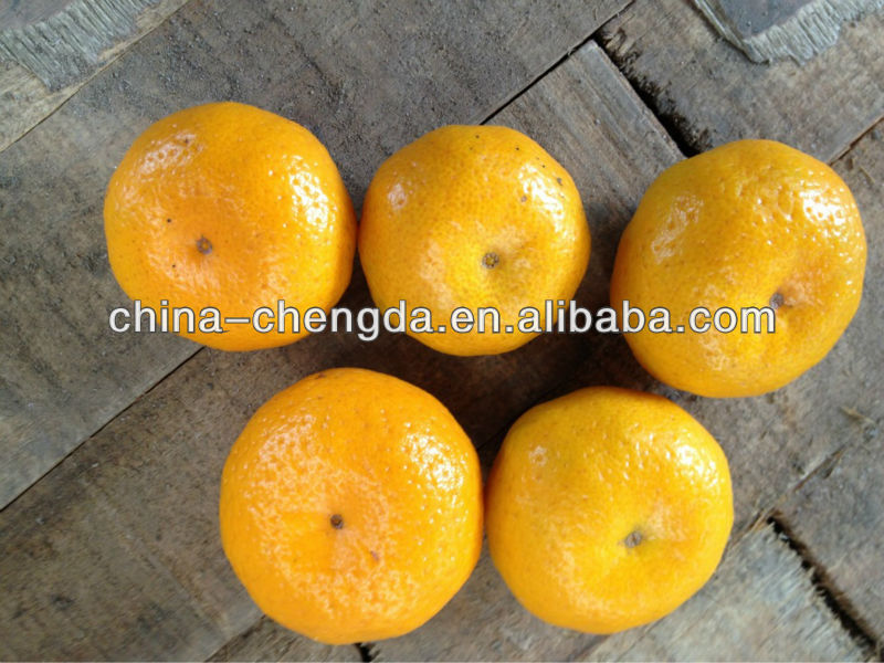 Fresh citrus fruit/nanfeng mandarin/shatang mandarin(3.5cm-6cm)