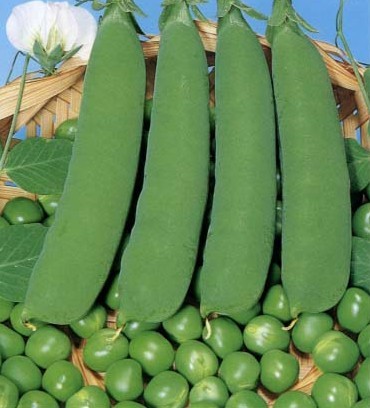 iqf green pea(zhongwan) with FDA