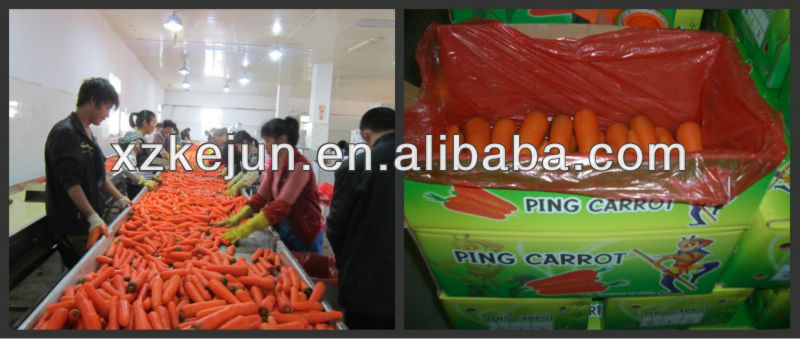 Fresh carrot bulk quantity