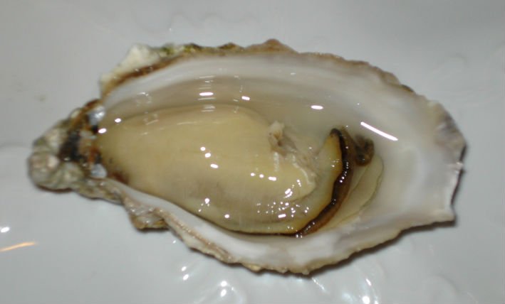 oyster extract