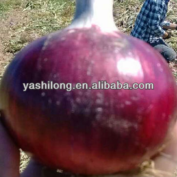 Promoting on Spicy Red Onion with best quanlity for 7days