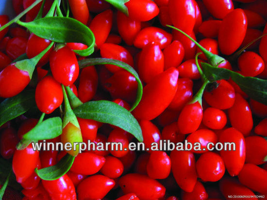 Goji berries dried fruit conventional goji berries and organic goji berries