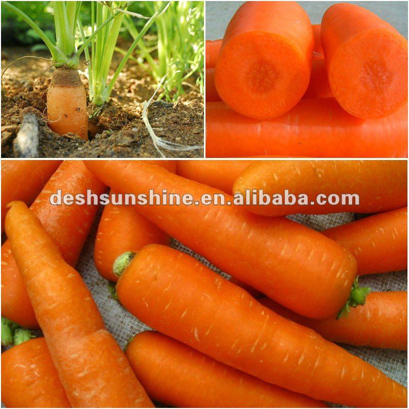 Top Quality Chinese 2012 new crop carrot