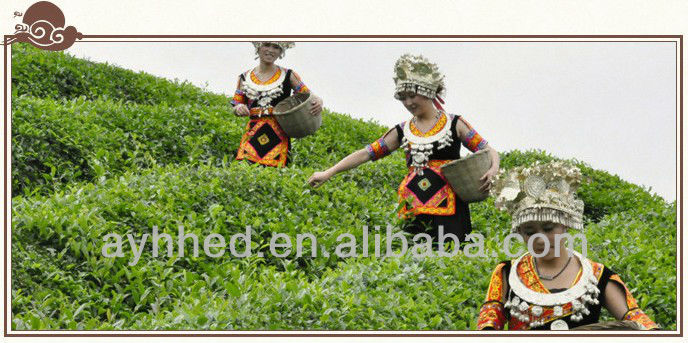 Taiwan High mountain Dong Ding Oolong Tea