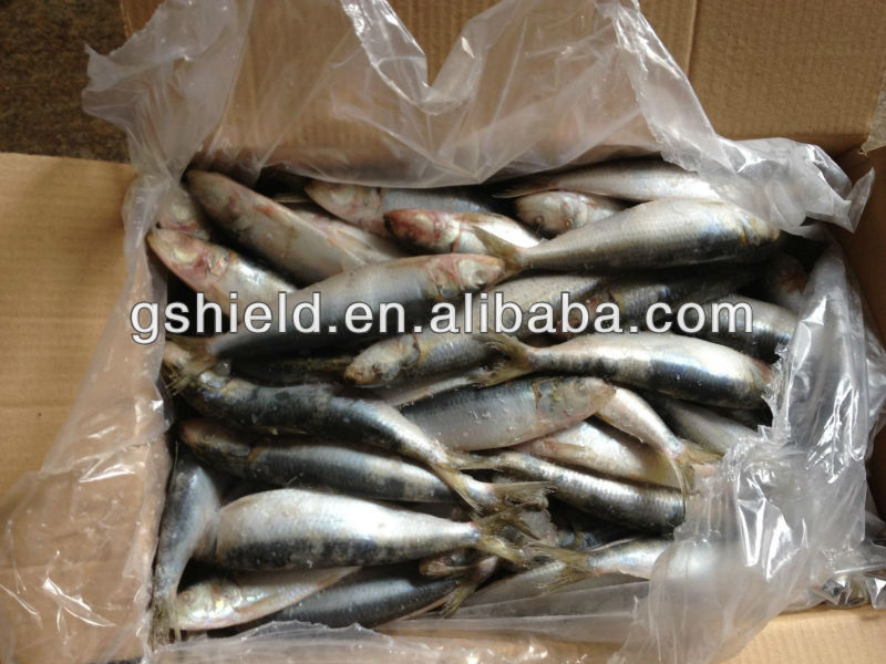 Frozen fish whole round 2030pcs/kg for canned sardine,China price