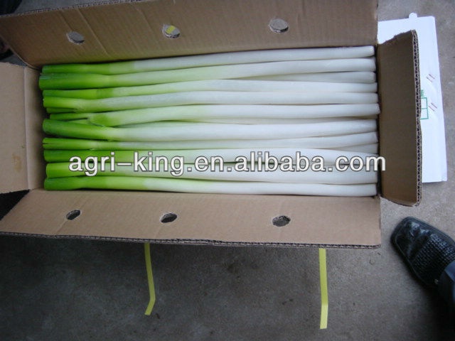 export frozen green onion