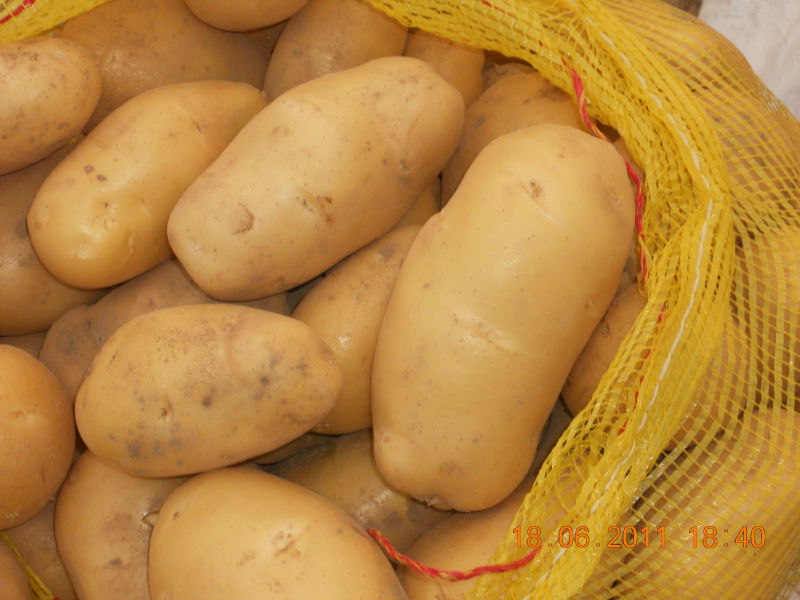 fresh potato from china,fresh holland potato exporter
