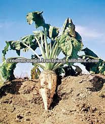 Sugar Beet Best Price From India