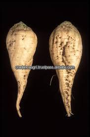 Sugar Beet Best Price From India