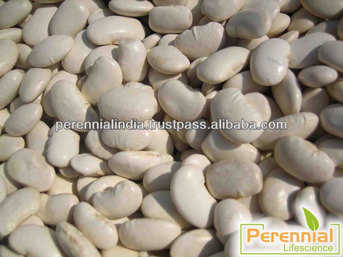 Halal certified White Kidney Bean Extract/ HPLC Phaseolus vulgaris