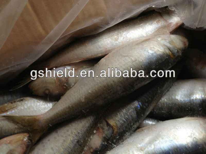 Frozen fish whole round 2030pcs/kg for canned sardine,China price