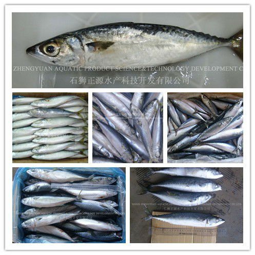 Frozen Bonito Tuna for Making Cans