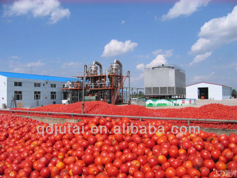 Canned Tomato Paste in Big Size