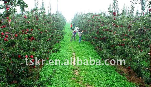 NEW arrival healty beautiful red delicious Chinese apple in 2011/fresh red sweet juicy huaniu apple