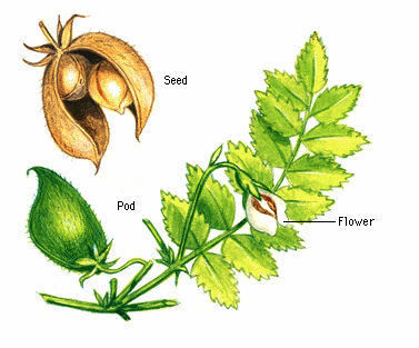 Flavored Chickpea /Chick pea, OU kosher, HALAL, HACCP, BRC.