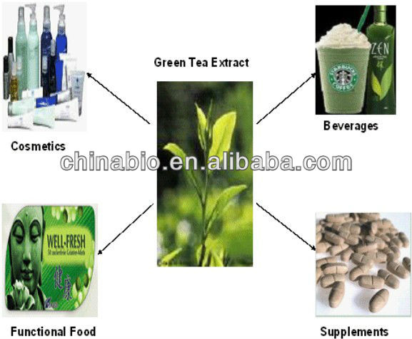GMP Supplier Green Tea Extract Catechine Powder
