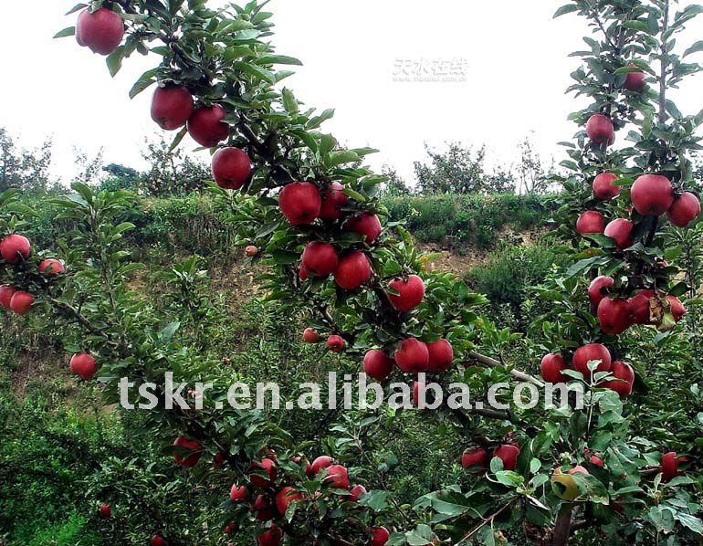 list of vegetables summer red apple