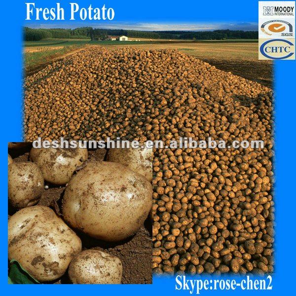 2011 New Corp of Chinese Fresh Yellow Potato Exporter 100-200g