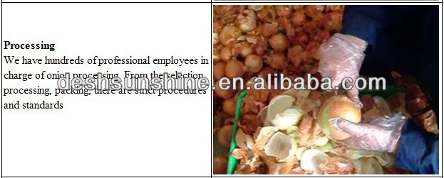 Export 7-9cm Yellow Onion for Japan market